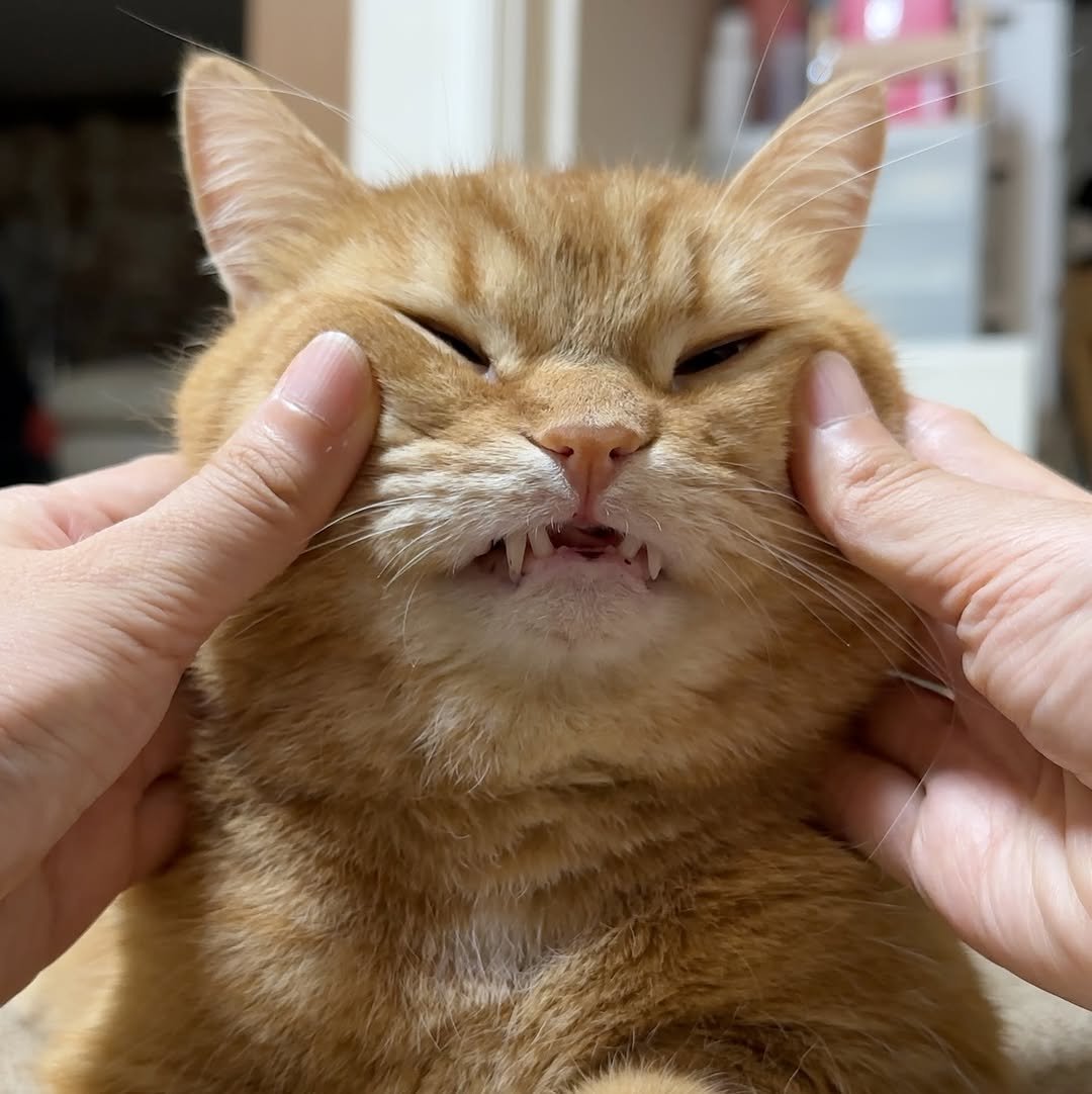 Photo by 이웃집고양이 덕배 on August 10, 2025. May be an image of Abyssinian cat, kitten and text.