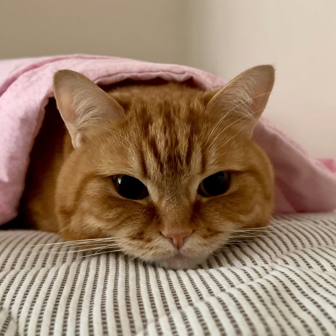 Photo by 이웃집고양이 덕배 on June 26, 2025. May be an image of Abyssinian cat, Persian cat, kitten and text.