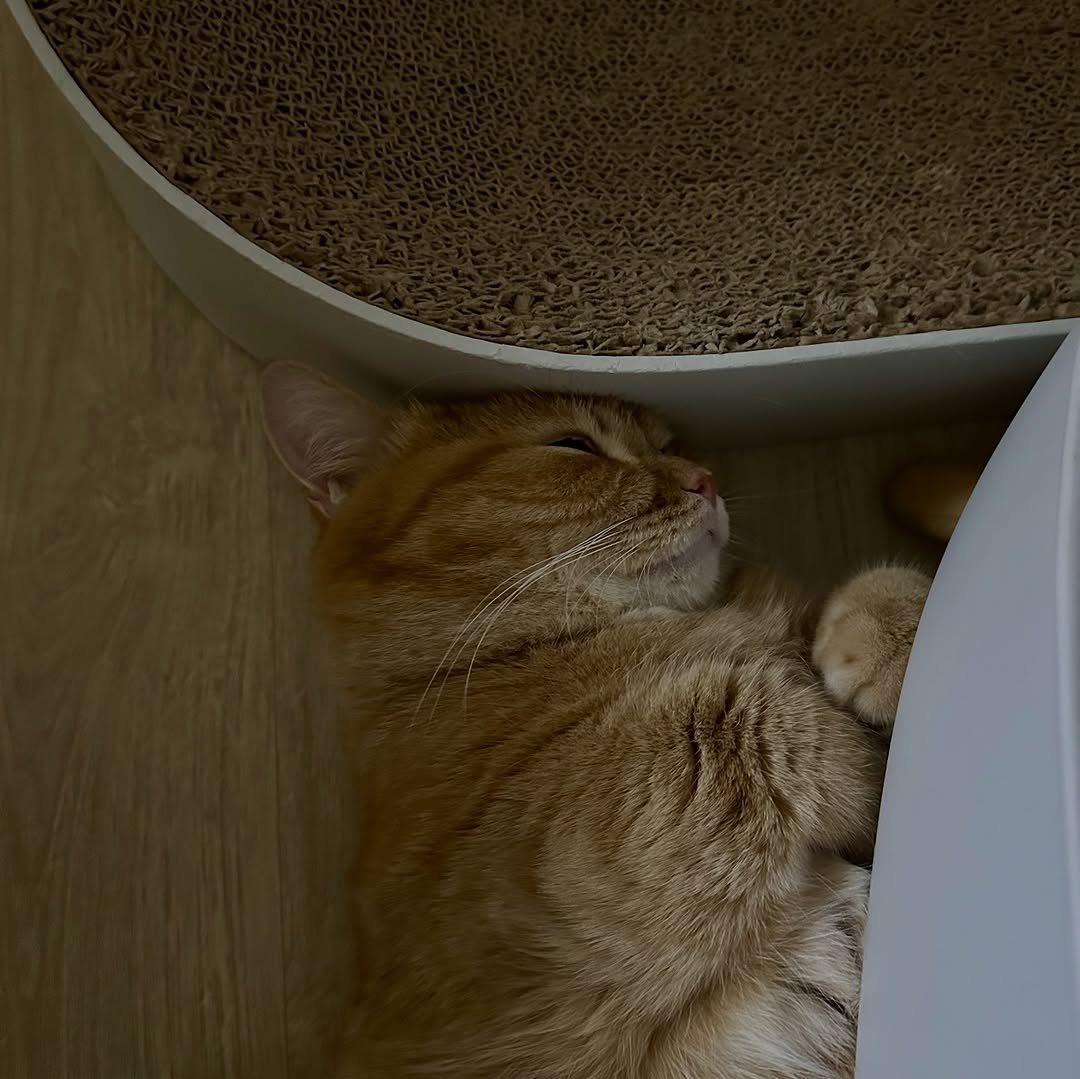 Photo by 이웃집고양이 덕배 on November 07, 2025. May be an image of cat.