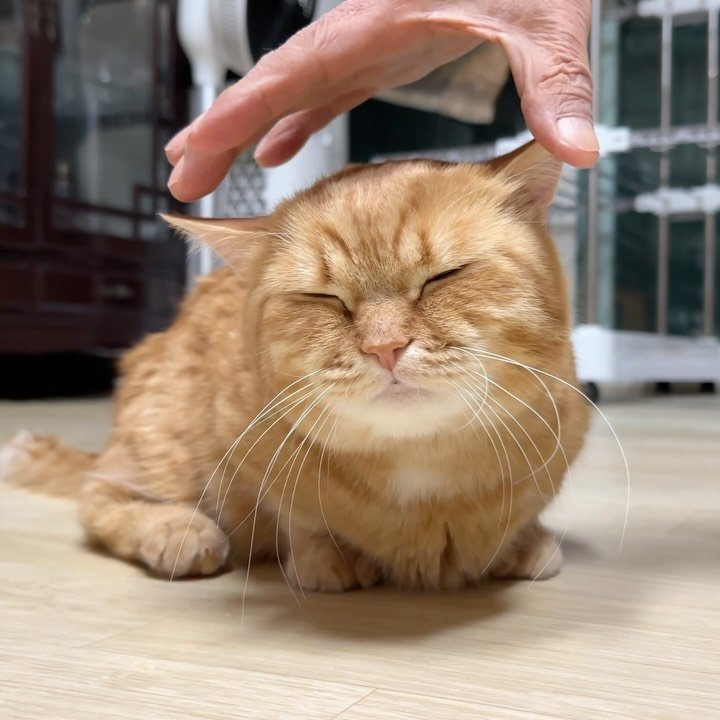 im_deokbae 게시물 이미지: 겨울엔 할부지표 덕배무침이지🙌🏻🧡
브이로그 업로드 완료!

#고양이일상 #집사일상 #이웃집고양이덕배