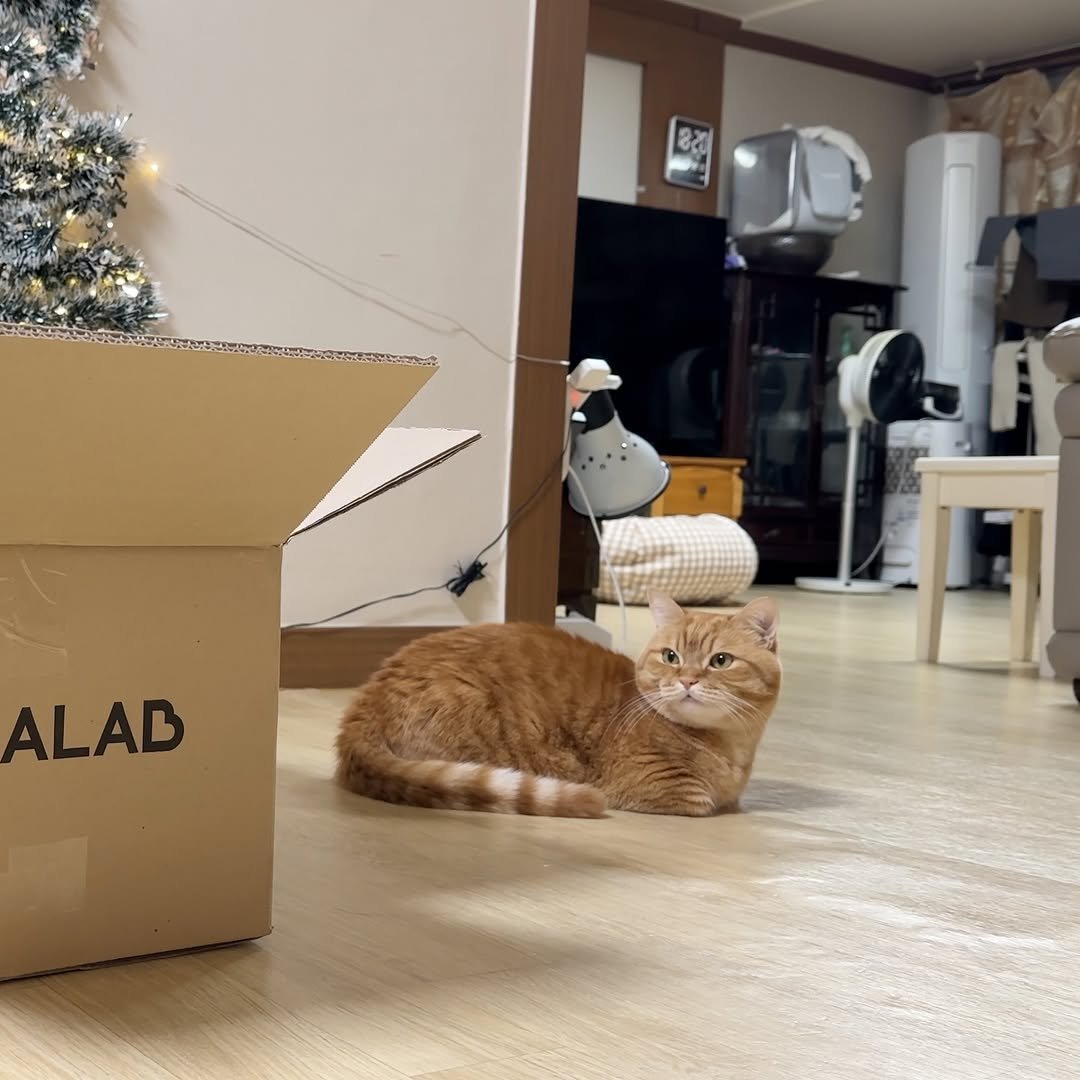 Photo by 이웃집고양이 덕배 on December 27, 2025. May be an image of Abyssinian cat, kitten, box, carton and text that says 'ALAB'.