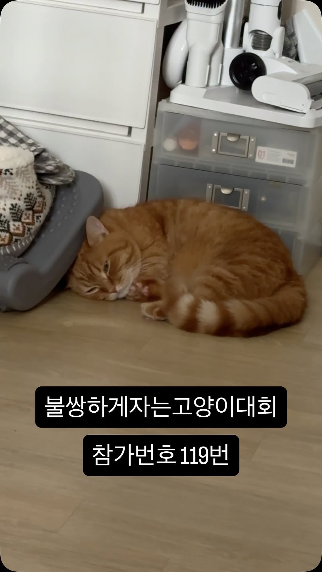 im_deokbae 게시물 이미지: 내가 잘할게…..

#고양이일상 #집사일상 #고양이 #cute #funnyvideos