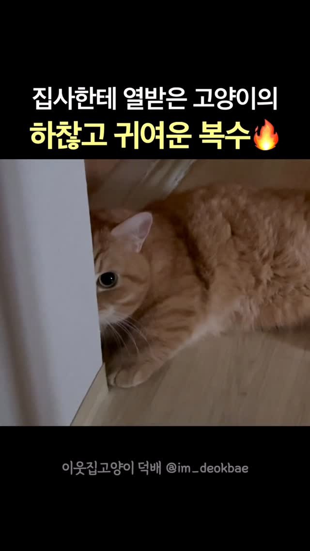 im_deokbae 게시물 이미지: 겁나 하찮고 치명적이야ㅑㅑㅑㅑㅑ 👊🏻❤️

#고양이릴스 #고양이일상 #집사일상 #이웃집고양이덕배