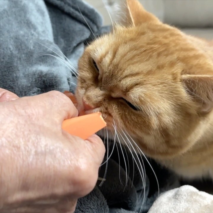 im_deokbae 게시물 이미지: 보기만해도 배부른 할부지표 간식 먹방숭이🩷
이번주 브이로그 업데이트...
