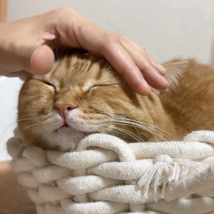 im_deokbae 게시물 이미지: 송편처럼 쫀득빵실😆 덕배VLOG 업로드 🙌🏻❤️

#이웃집고양이덕배 #고양이일상...