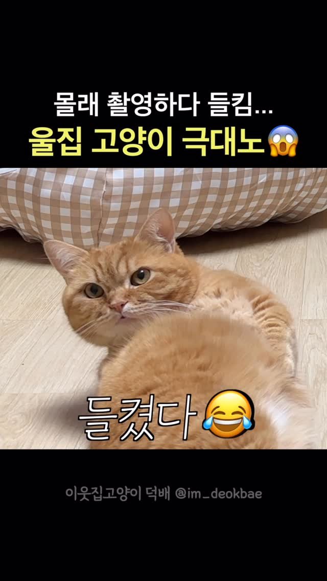 im_deokbae 게시물 이미지: 미…미안합니다 🙇🏻‍♀️…… 

#고양이릴스 #고양이일상 #고양이 #귀여운 #🐱