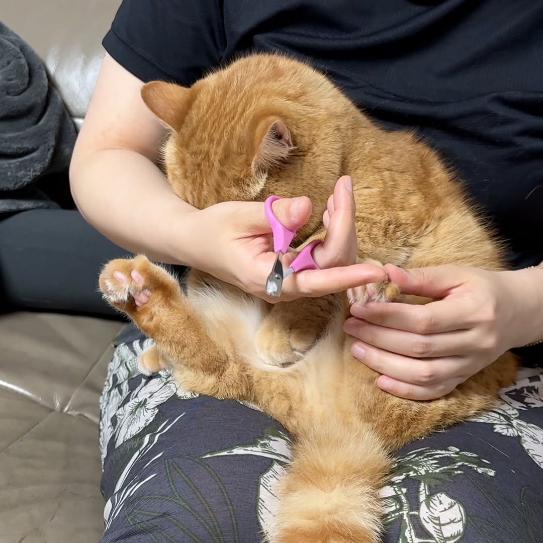 im_deokbae 게시물 이미지: 히-융 😂❤️ 
덕배네 브이로그 업로드 완료오오오🥳

#고양이 #집사일상 #cute...