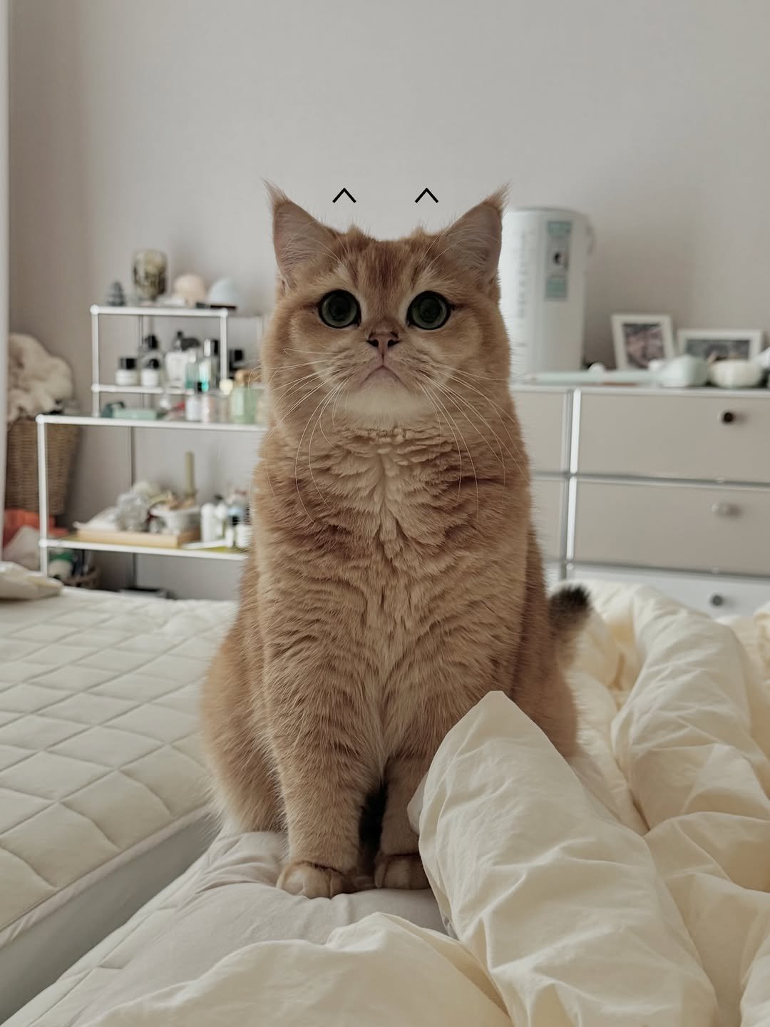 Photo by 금동 on December 28, 2025. May be an image of Abyssinian cat, Persian cat, kitten and text.