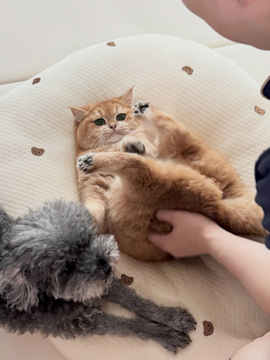 Photo by 금동 on October 02, 2025. May be an image of Bedlington terrier, Abyssinian cat, cocker spaniel, Norwich terrier, Persian cat, kitten and text.