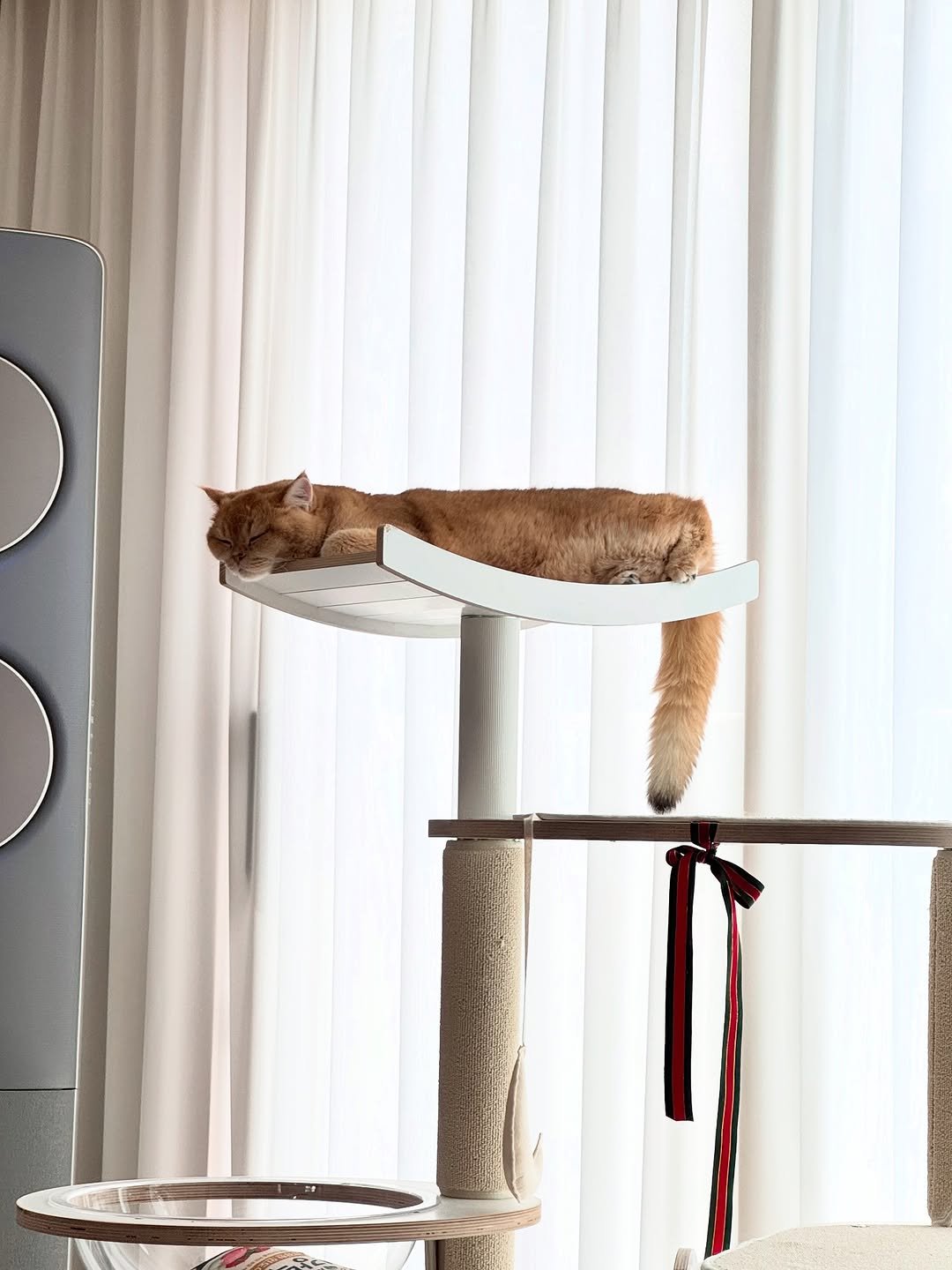 Photo by 금동 on August 01, 2025. May be an image of Abyssinian cat, kitten and text.