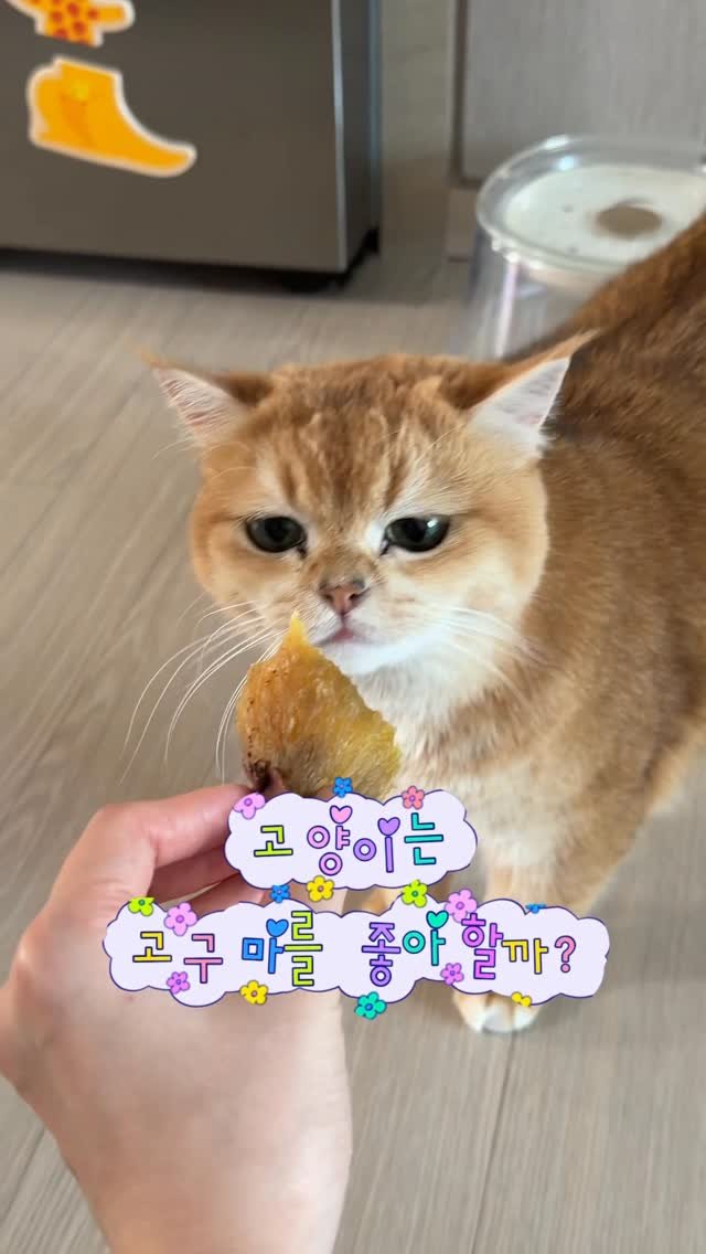 im_keumdong 게시물 이미지: .
도시농장x금동 로얄벌꿀고구마 3차 공구🍠💛

많은 분들이 드셔보시고...