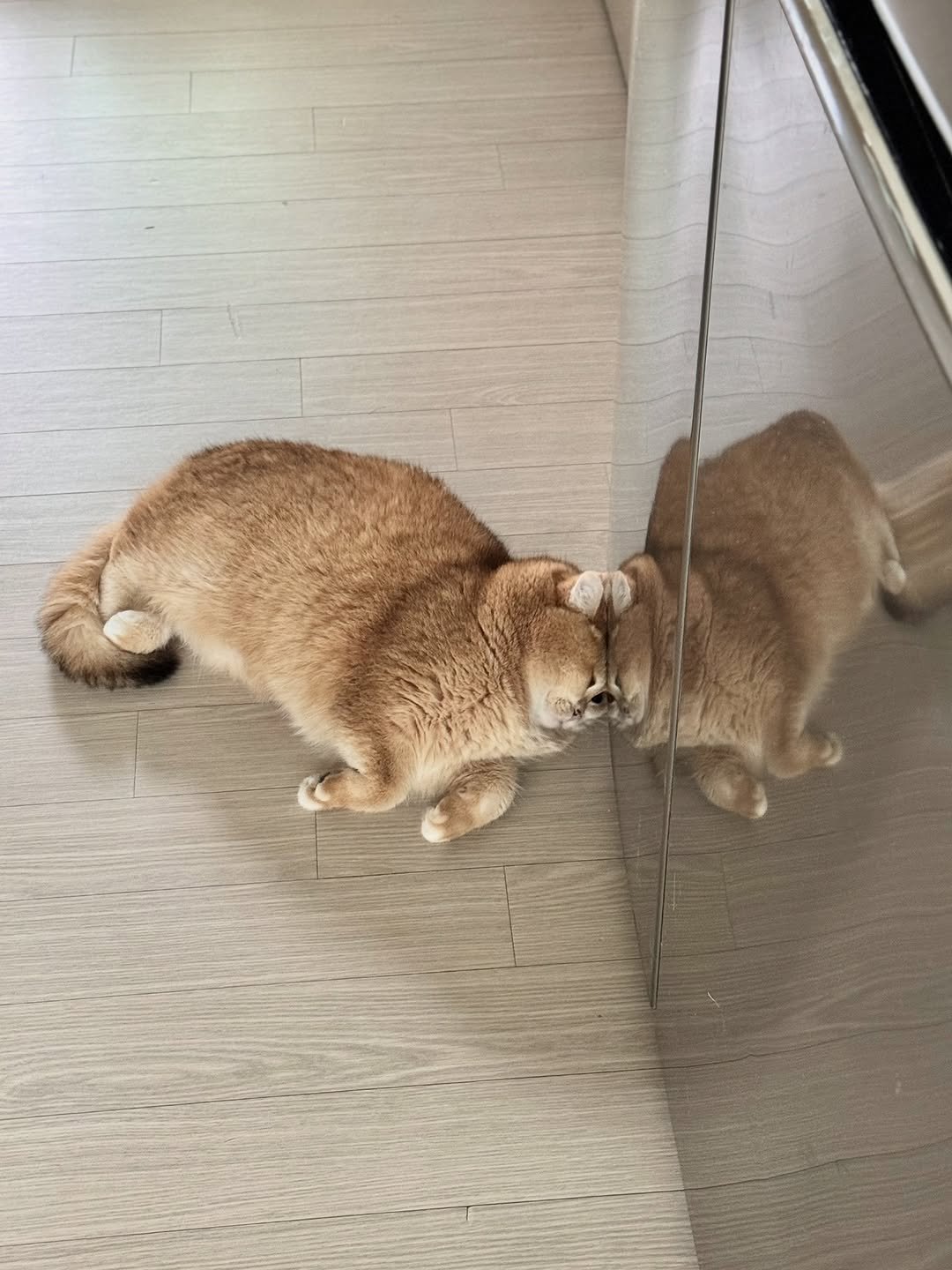 Photo by 금동 on September 14, 2025. May be an image of rabbit, Abyssinian cat and text.