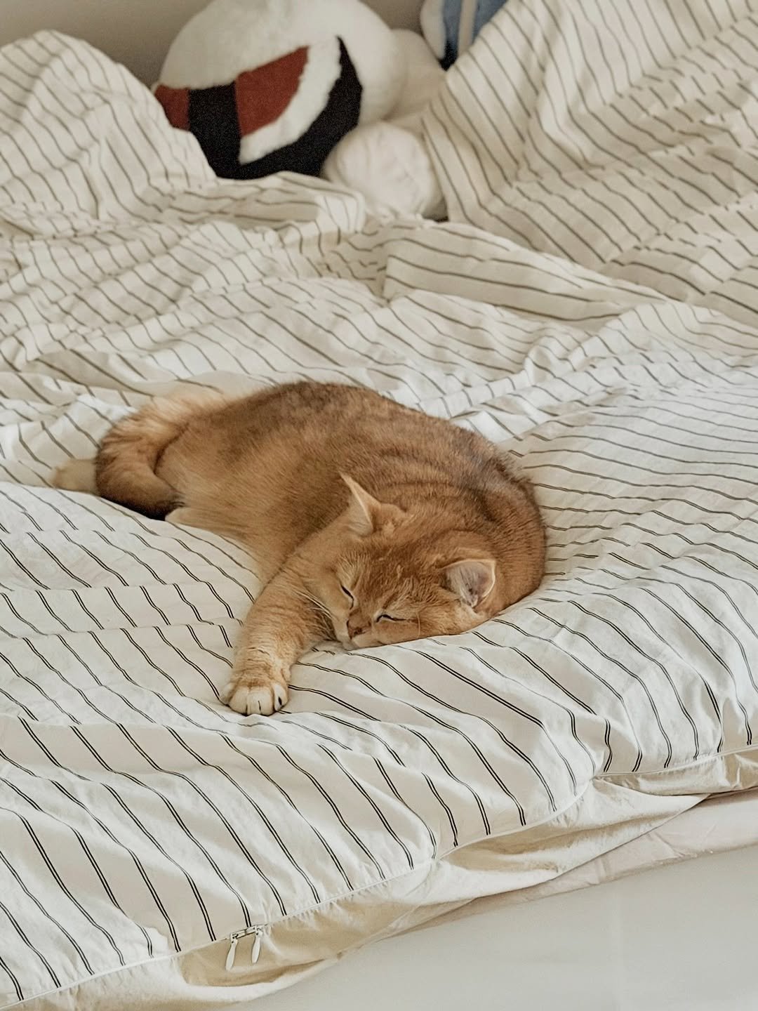 Photo by 금동 on March 25, 2026. May be an image of sleeping, Abyssinian cat, kitten, tortoiseshell cat, bedroom and text.