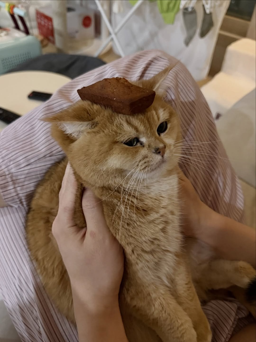 Photo by 금동 on March 26, 2026. May be an image of Abyssinian cat, kitten, tortoiseshell cat and text.