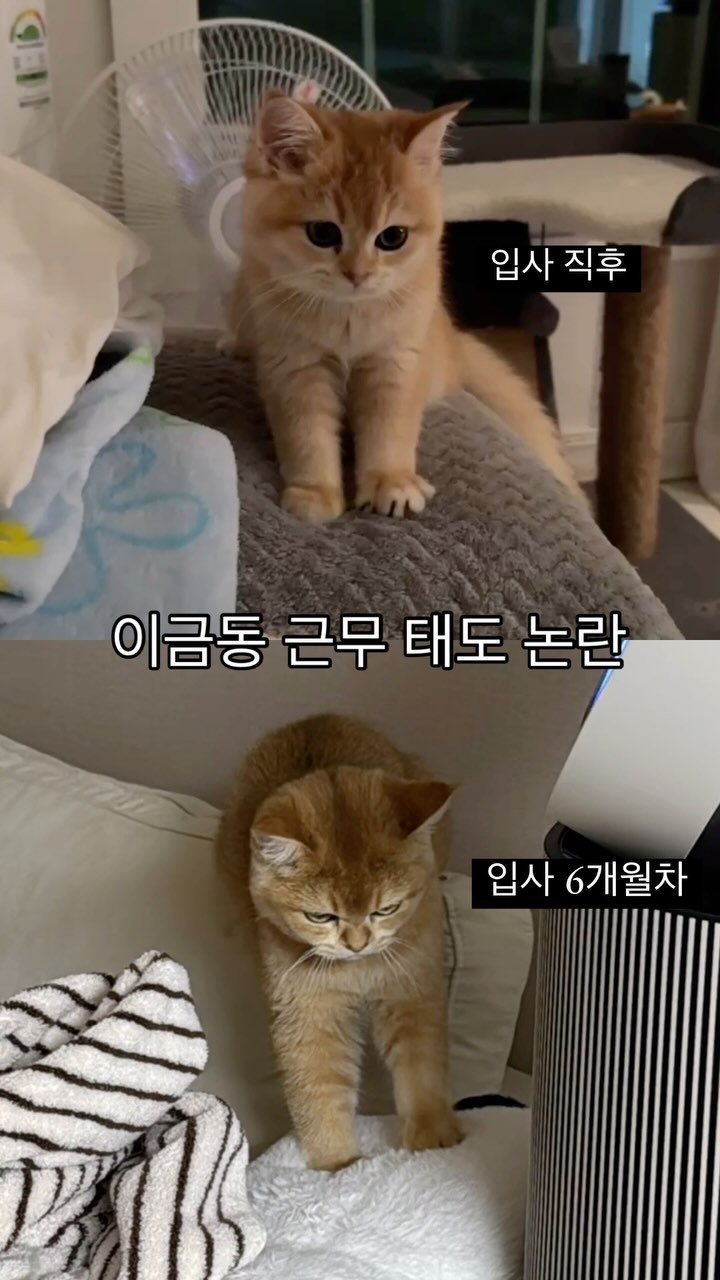 im_keumdong 게시물 이미지: 입사 첫날 vs 입사 6개월차