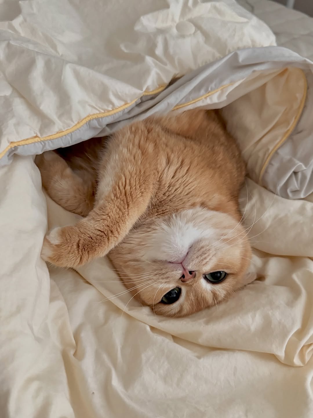 Photo by 금동 on October 28, 2025. May be an image of Abyssinian cat, Persian cat, kitten, beanbag chair and text.