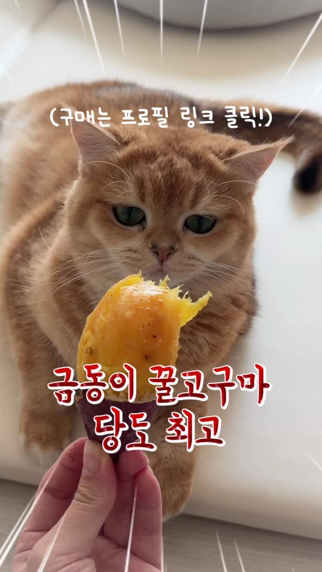 im_keumdong 게시물 이미지: .
금동x도시농장 로얄벌꿀고구마 4차 공구
금동x도시농장 수미감자 2차 공구
프로필...