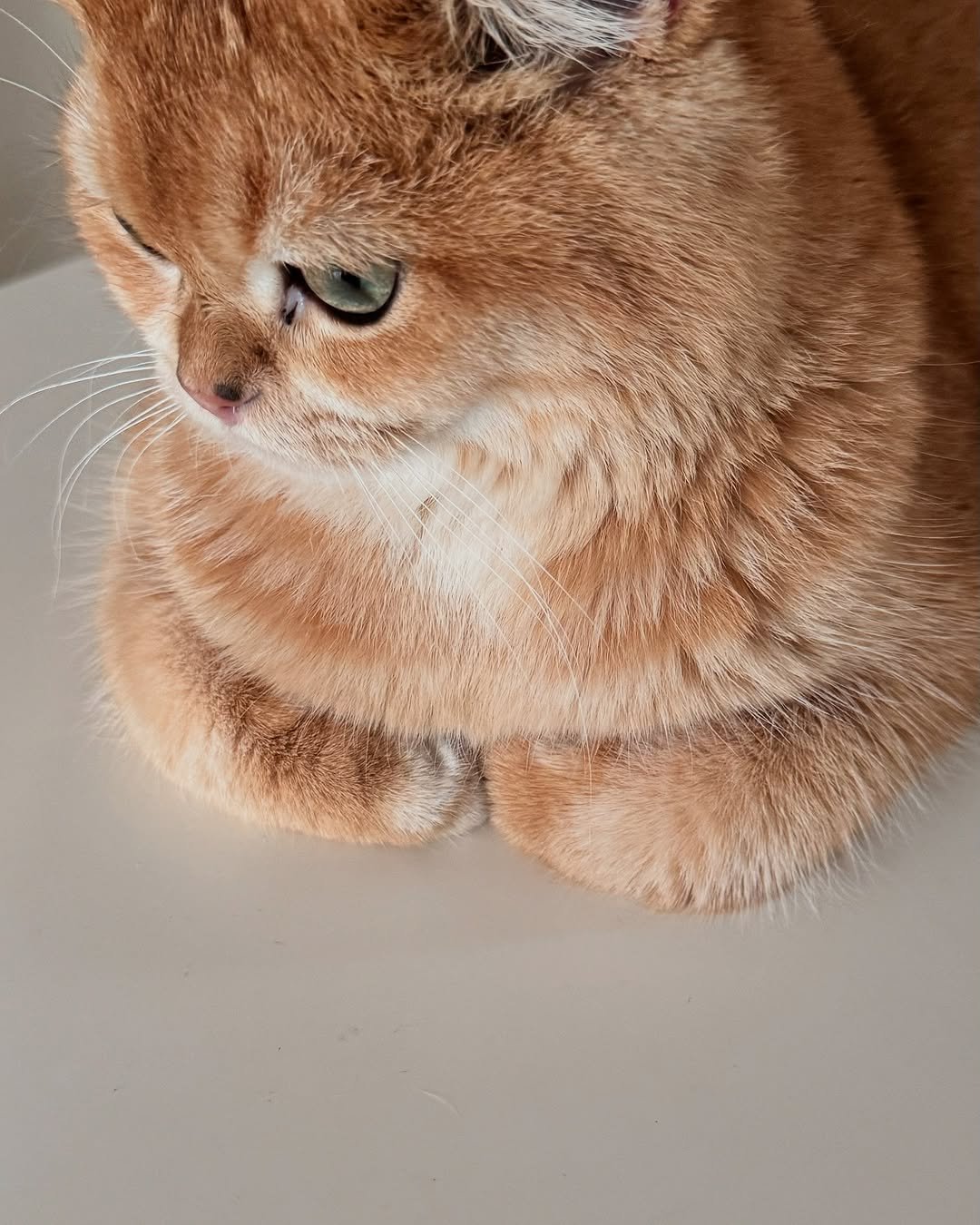 Photo by 금동 on July 25, 2025. May be an image of Abyssinian cat, kitten, tortoiseshell cat, Persian cat and text.