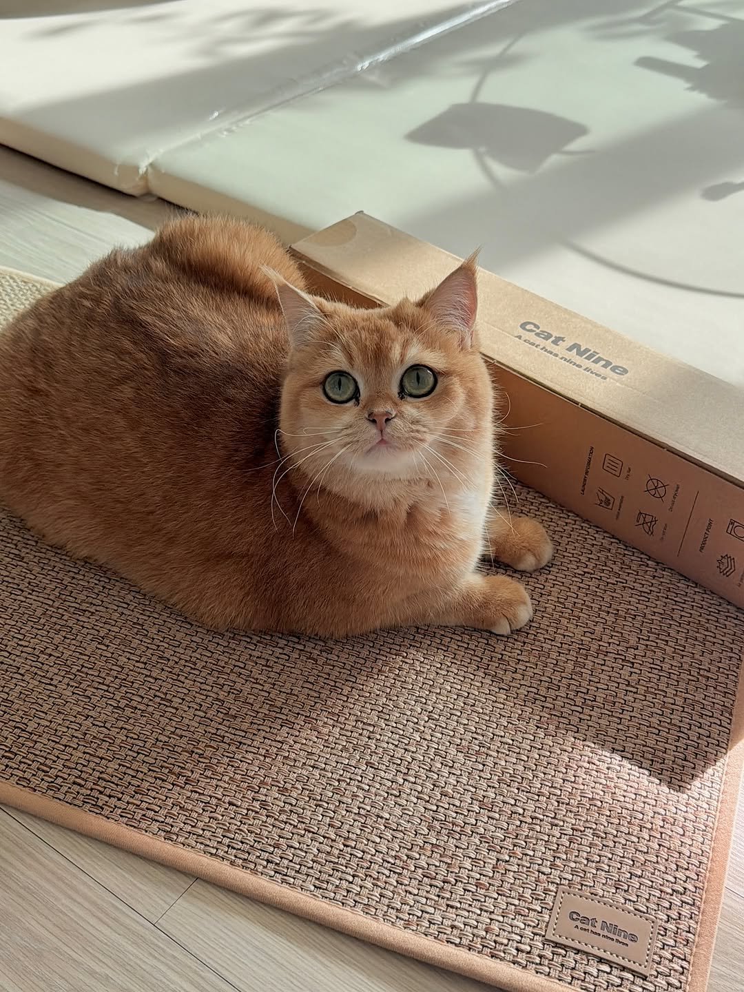 Photo by 금동 on October 21, 2025. May be an image of Abyssinian cat, mouse pad, carpet, bathmat and text.