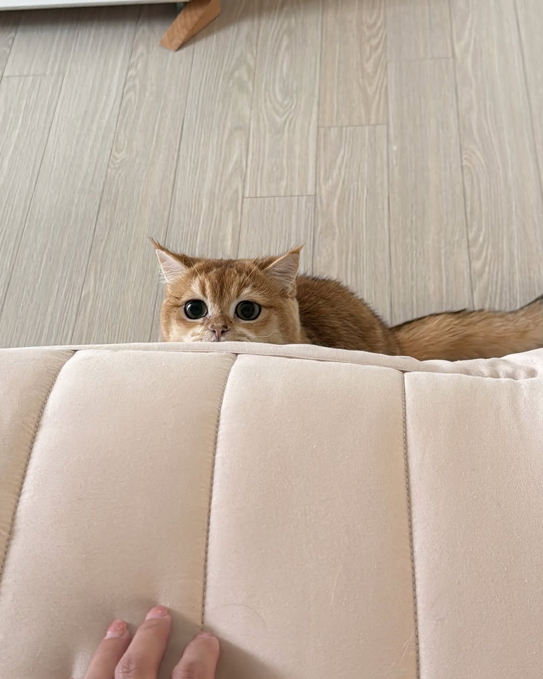 Photo by 금동 on July 19, 2025. May be an image of Abyssinian cat, kitten and text.