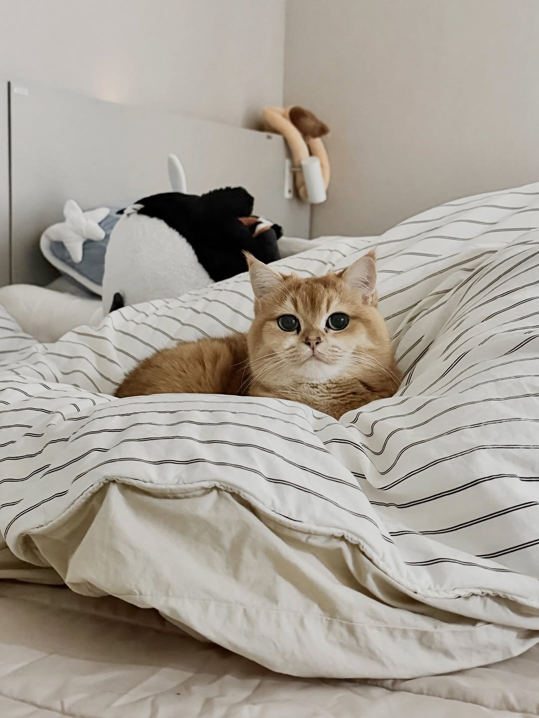 Photo by 금동 on December 27, 2025. May be an image of ragdoll cat, kitten, Abyssinian cat, Persian cat, beanbag chair, bedroom and text.