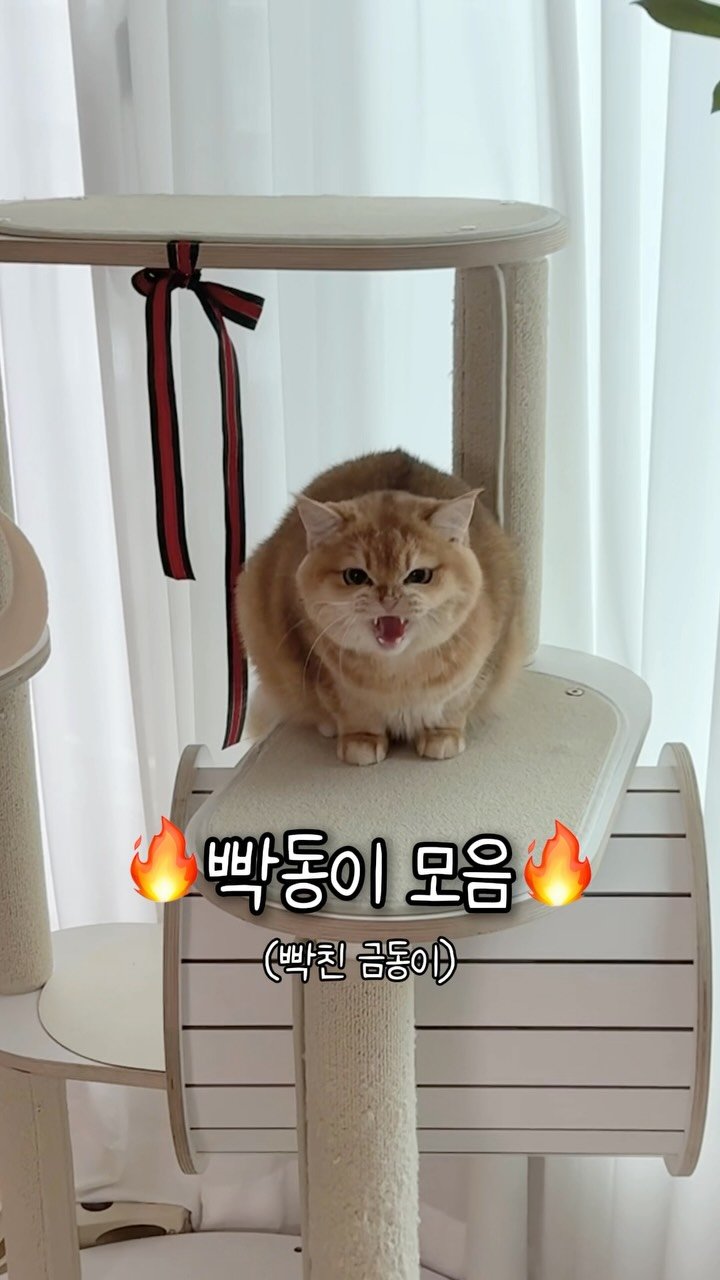 im_keumdong 게시물 이미지: 빡친 금동이 영상 박제 해달라는 분들이 많으셔서
빡동이 모음집으로...