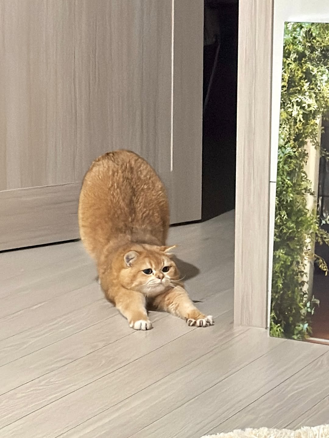 Photo by 금동 on April 09, 2026. May be an image of Abyssinian cat, serval, kitten and text.