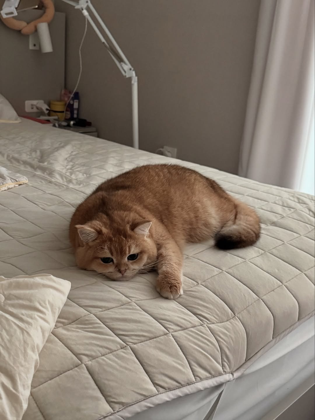 Photo by 금동 on September 07, 2025. May be an image of ragdoll cat, Abyssinian cat, Persian cat, kitten, bed, mattress, bedroom and text.