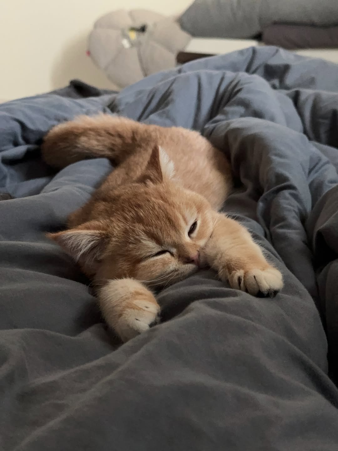 im_keumdong 게시물 이미지: .
늘어진 고앵💤