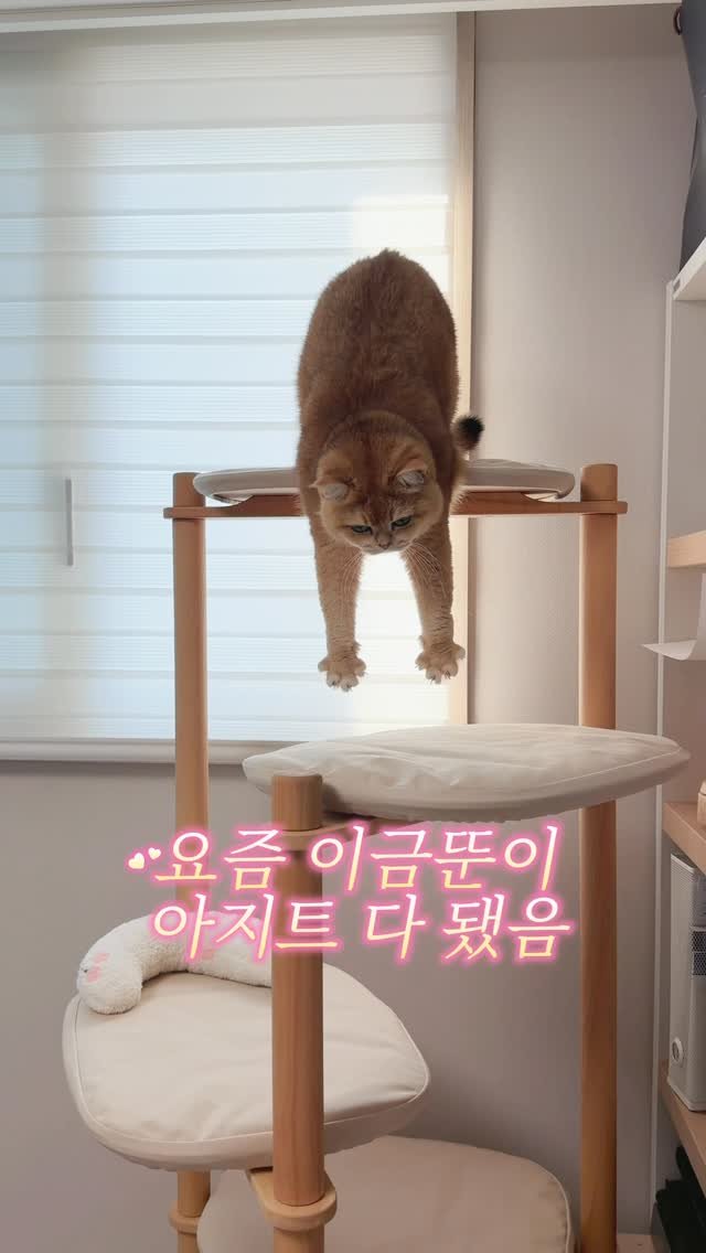 im_keumdong 게시물 이미지: .
#광고 
금동이에게 새 #캣타워 가 생겼어요!
엄마 집사가 집에서 일 할...