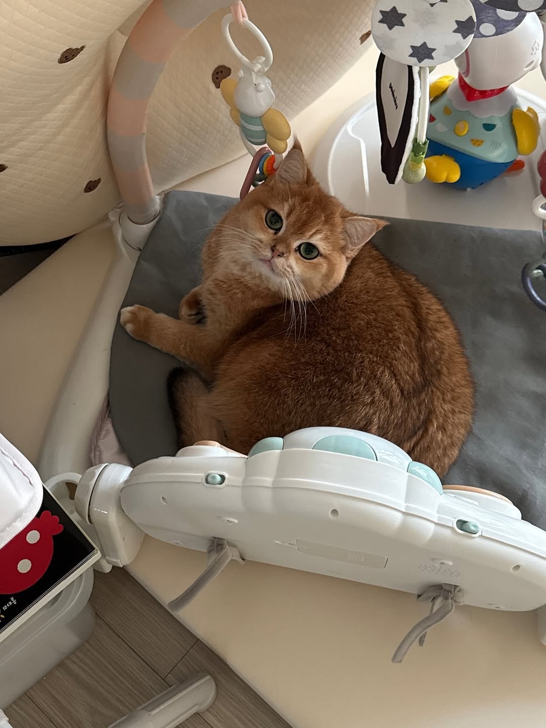 Photo by 금동 on September 22, 2025. May be an image of kitten, Abyssinian cat, playpen, baby bed and text.