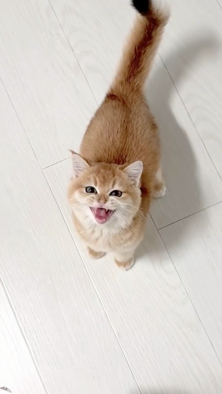 im_keumdong 게시물 이미지: .
삐약 금동