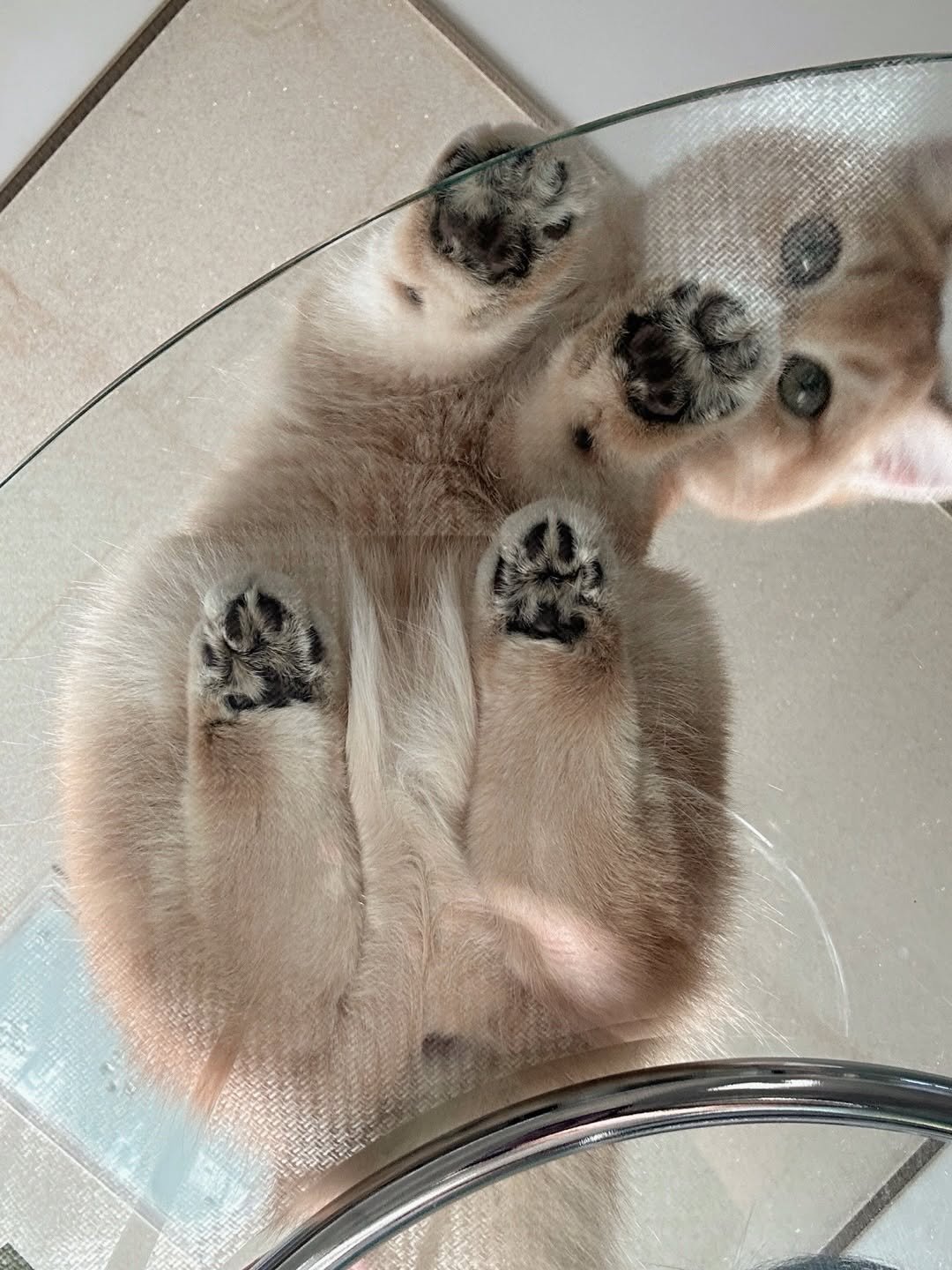 Photo by 금동 on April 05, 2026. May be an image of chihuahua, Pekinese, Chow, golden retriever, Norwich terrier, fur, mirror and text.