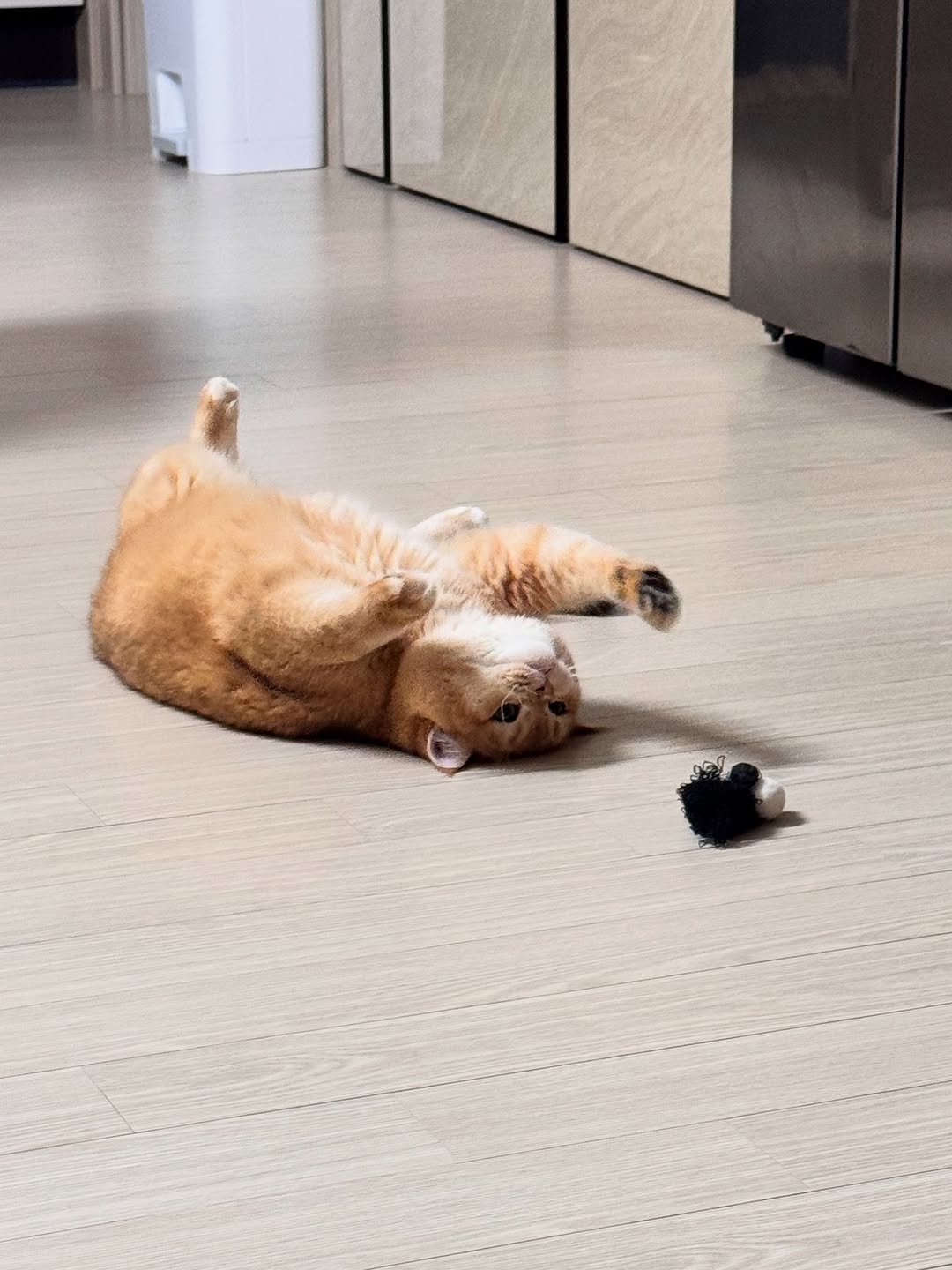 Photo by 금동 on August 05, 2025. May be an image of Abyssinian cat, Chow, golden retriever, Norwich terrier, kitten and text.