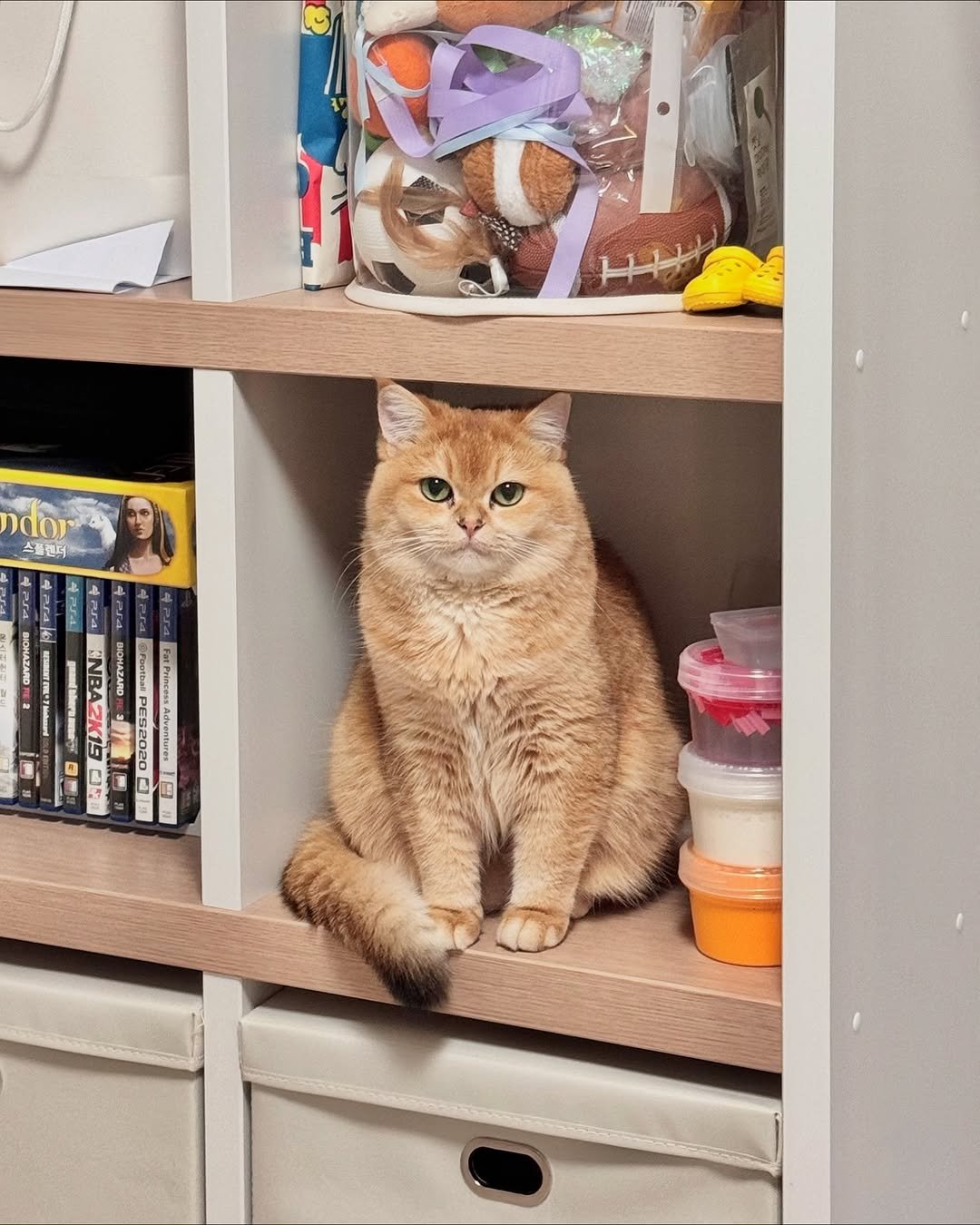 Photo by 금동 on July 05, 2025. May be an image of 1 person, kitten, Abyssinian cat, Persian cat, cabinet, shelf and text.