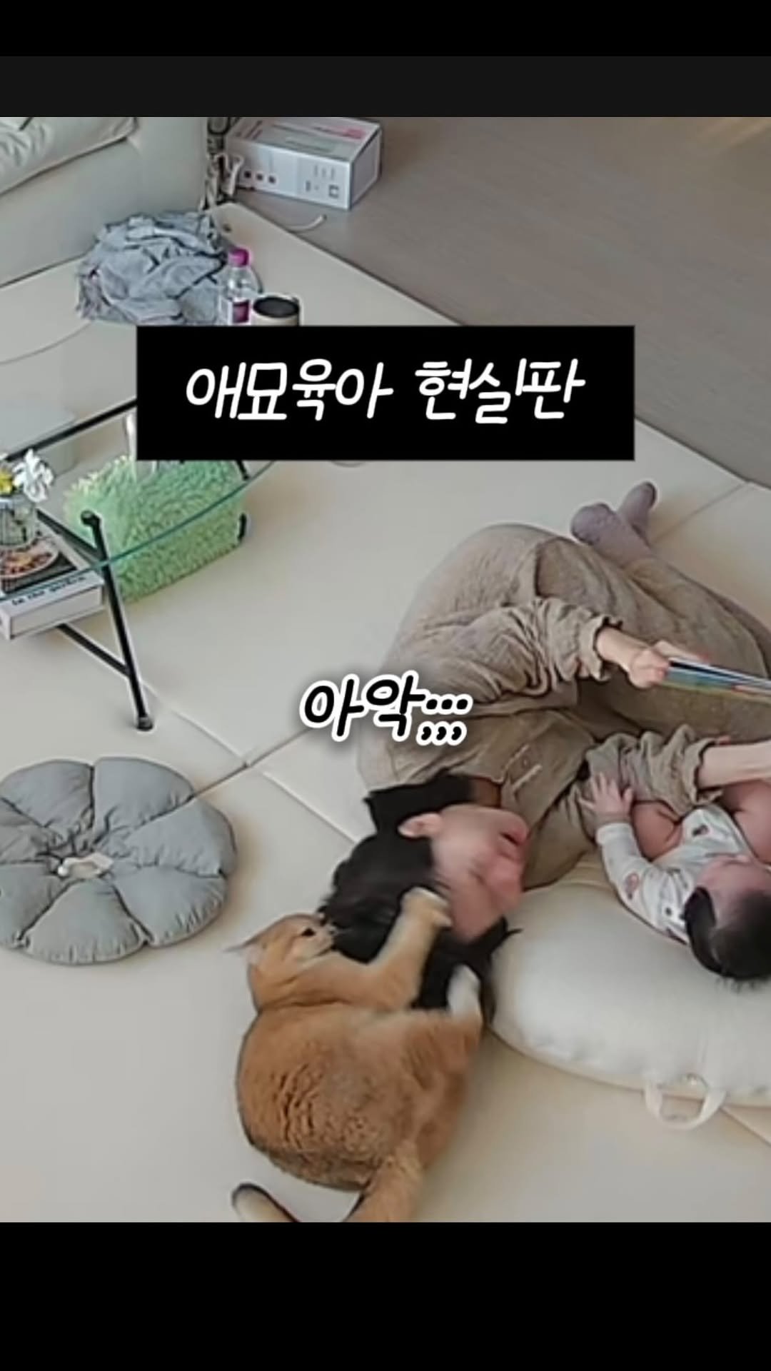 im_keumdong 게시물 이미지: .
#애묘육아현실 
산후탈모 진행 중인데 가속화 시켜줘서 고맙다 금ㅉ 아니 금동아🤎