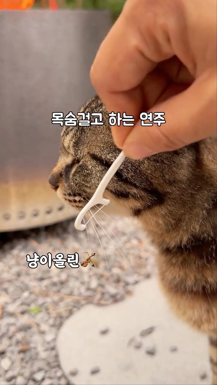 immi_stay 게시물 이미지: ㅡ클래식 전공 냥  #집사일기
.
.
.
.
.
.
.
#임미임미 #제주숙소 #고양이 #불멍