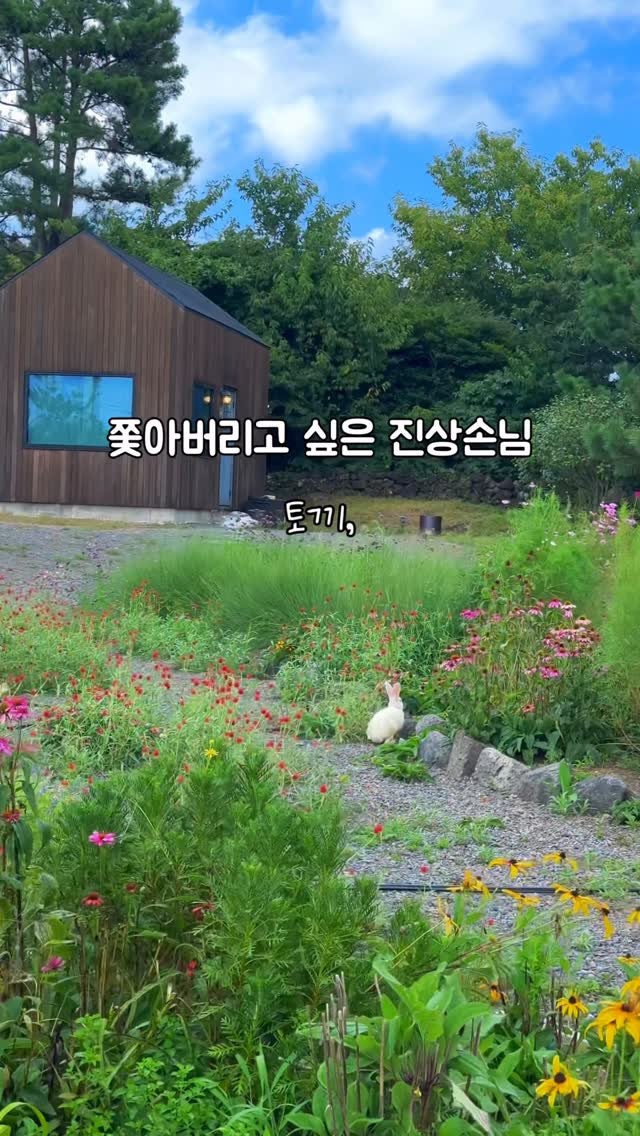 immi_stay 게시물 이미지: 꿩 쫓아내기 대신 같이 살아가기를...