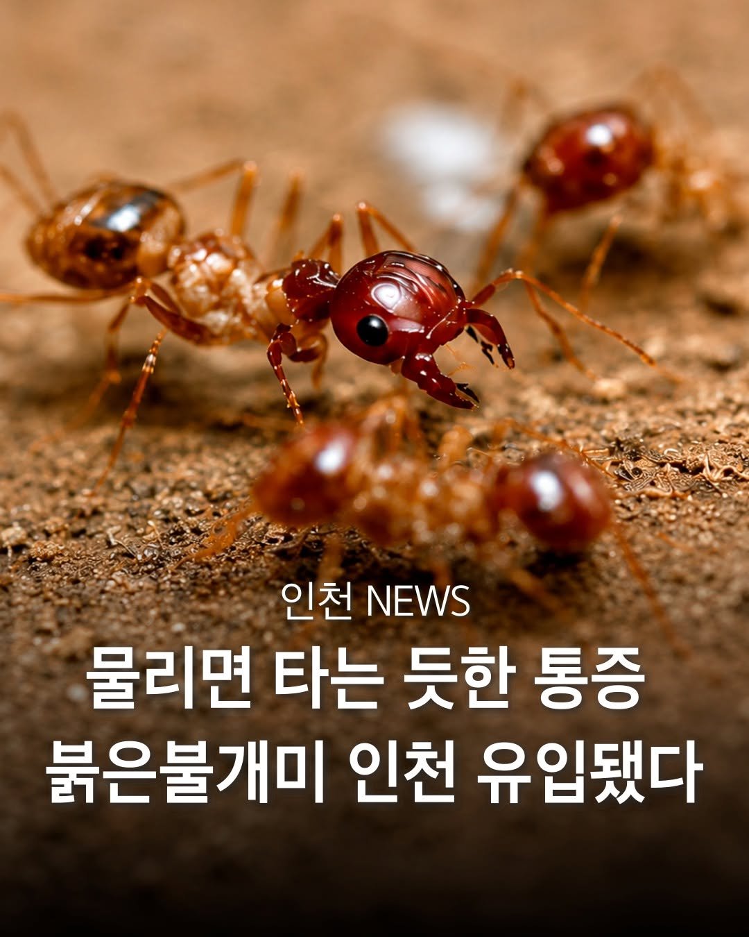 incheon_hotp 게시물 이미지: 인천항 컨테이너 야적장에서 붉은불개미 수백 마리가 무더기로 발견됐습니다.

처음...