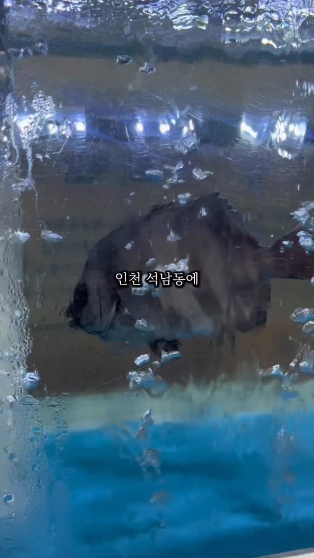 incheon_o32 게시물 이미지: 📍팔로우는 영상 제작에 큰 힘이 됩니다💕

요즘 날씨도 풀려서 야장 자리에서 회랑...