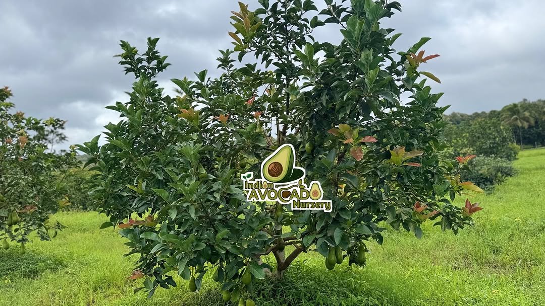 indian_avocado_nursery 게시물 이미지: Avocado plantation 🥑🌳

#indianavocadonursery...