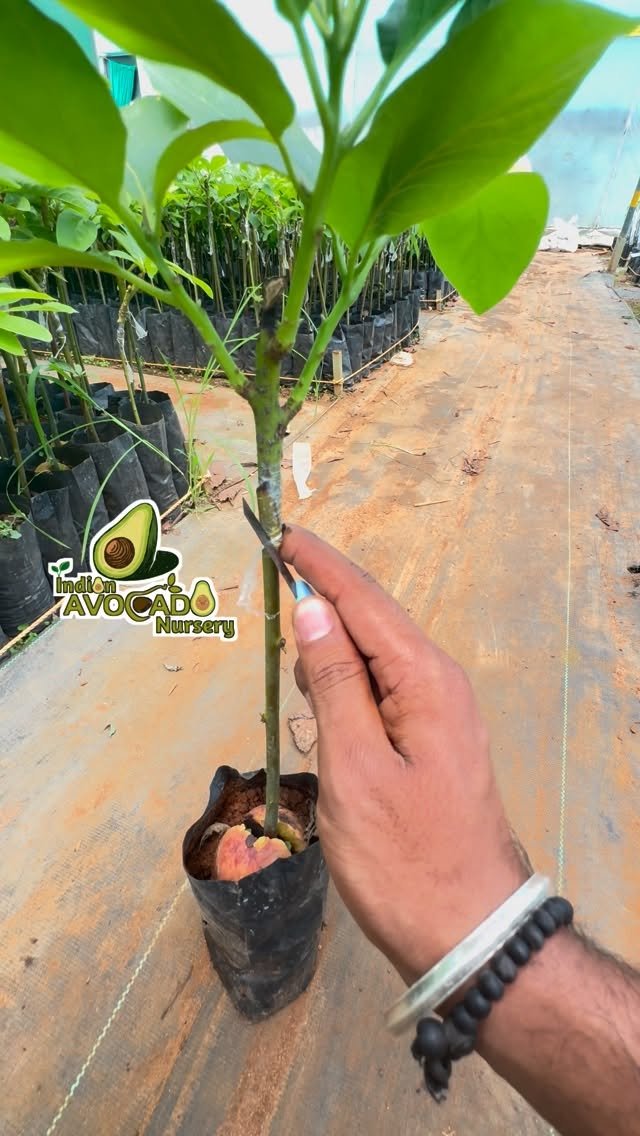 indian_avocado_nursery 게시물 이미지: Avocado Farming tips 🥑🍃 For more guidance...
