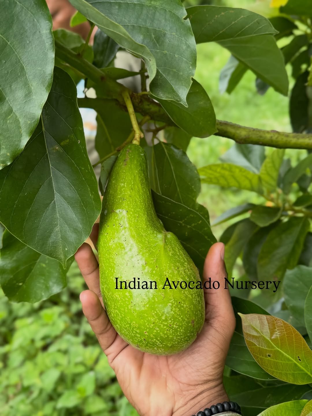 indian_avocado_nursery 게시물 이미지: Long Shape Avocado 🥑

For enquiry 

Indian...