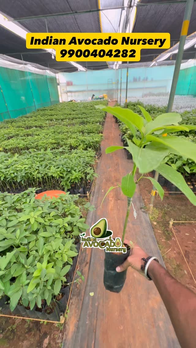 indian_avocado_nursery 게시물 이미지: Green bulb Grafted Avocado plants Available...