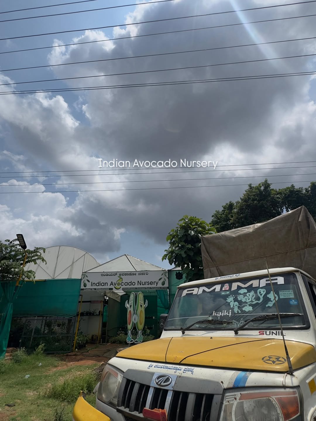 indian_avocado_nursery 게시물 이미지: Grafted Avocado plant's dispatching to...