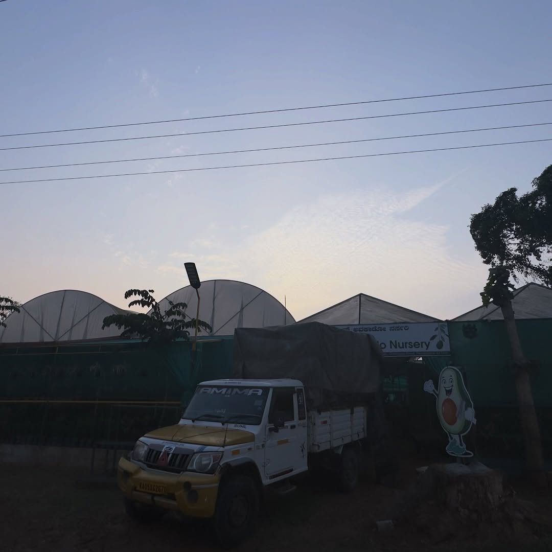 indian_avocado_nursery 게시물 이미지: Maharashtra calling 🌳🥑🥑🚚🚛

For enquiry...