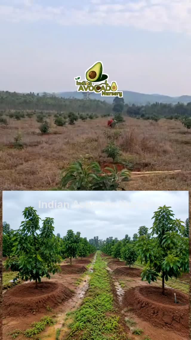 indian_avocado_nursery 게시물 이미지: Avocado Farming Tips ✅🥑👇👇

Rainy Season...