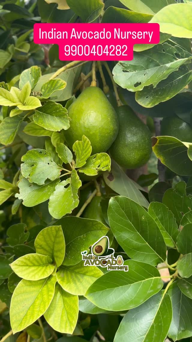 indian_avocado_nursery 게시물 이미지: Top Quality Grafted Avocado Plants...