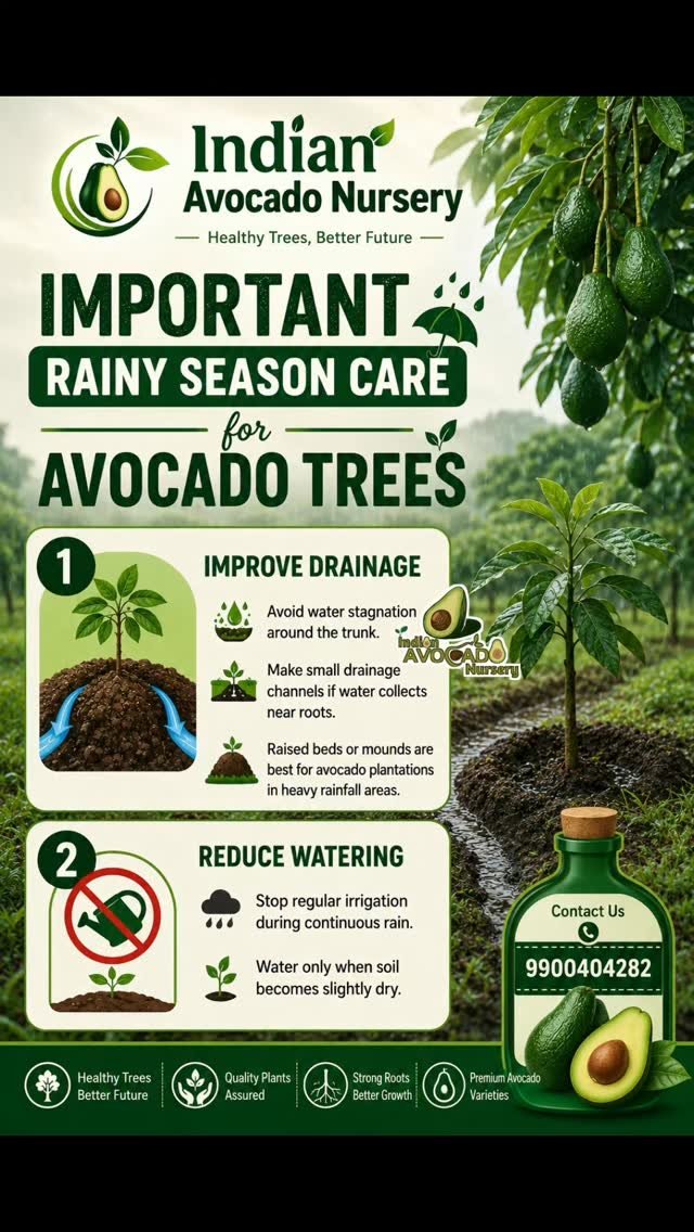indian_avocado_nursery 게시물 이미지: Farmers should follow this method....
