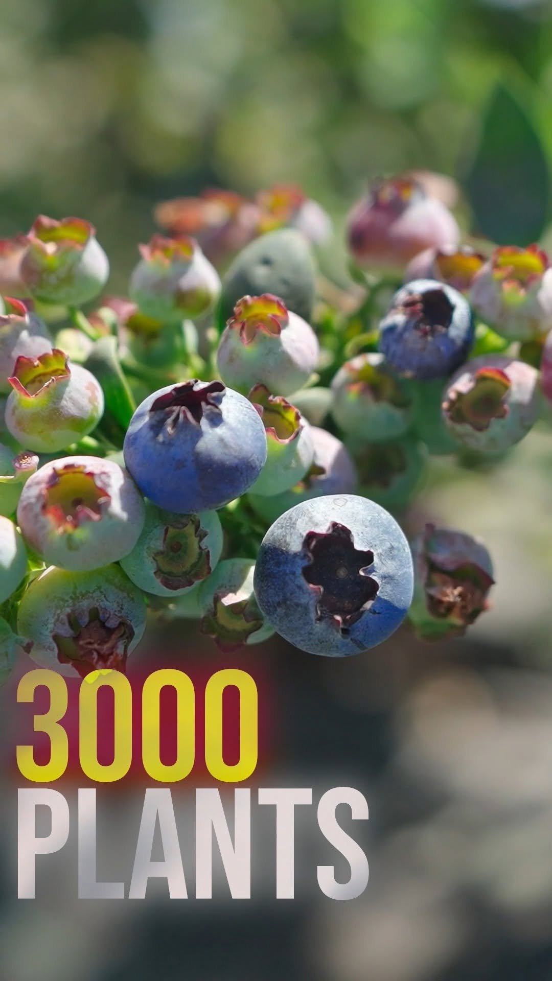 indianfarmer.courses 게시물 이미지: 1 एकड़ में 25 लाख की कमाई 😱💰

#IndianFarmer...